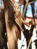 Schistocerca pallens